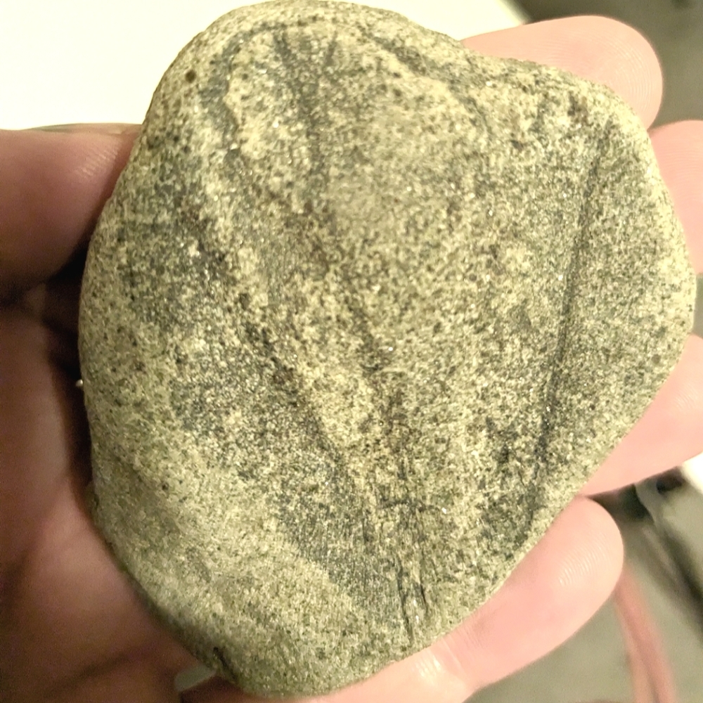 Eocene Plant Fossil Rock & Earthy Decor with Pine and Spruce Cones